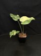 画像1: 【AMAZON】Monstera deliciosa Thai Constellation(モンステラ デリシオーサ タイコンステレーション) 3.5号(¥3,300 x 12Pcs)  (1)
