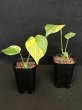 画像1: 【AMAZON】Monstera Deliciosa Yellow Marilyn (モンステラ デリシオーサ イエローマリリン) 3.0号(¥15,000 x 3Pc)  (1)
