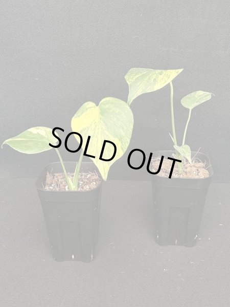 画像1: 【AMAZON】Monstera Deliciosa Yellow Marilyn (モンステラ デリシオーサ イエローマリリン) 3.0号(¥15,000 x 3Pc)  (1)