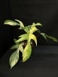 画像2: 【Plants Mafia】Philodendron Florida Beauty  (フィロデンドロン フロリダビューティー ) 3.5号 (¥8,000 x 3Pcs) (2)