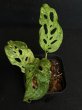 画像3: 【AMAZON】Monstera Adansonii Laniata Mottled Mint  (モンステラ アダンソニー ラニアータ モットルド ミント) 3.0号(¥4,000 x 4Pcs)  (3)