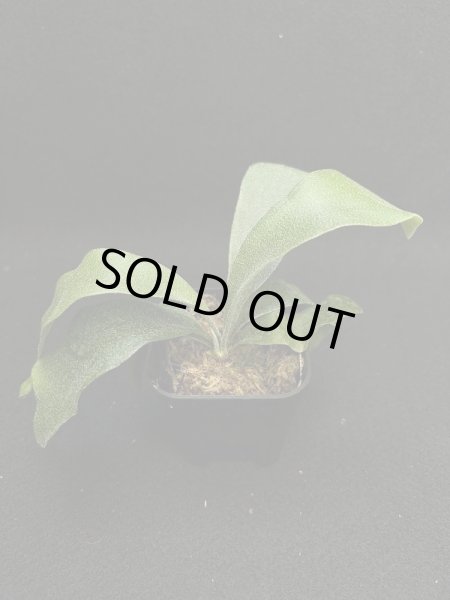 画像5: 【AMAZON】Platycerium Select3 + CorkM   (プラティセリウム・セレクト３　Ｍツキ)　(¥5,000 x 6Pc)　★New (5)