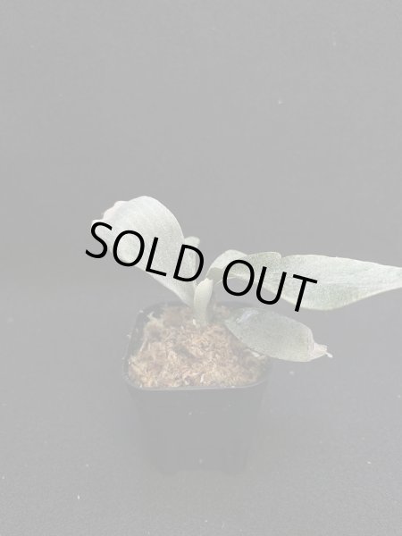 画像3: 【AMAZON】Platycerium Select3 + CorkM   (プラティセリウム・セレクト３　Ｍツキ)　(¥5,000 x 6Pc)　★New (3)