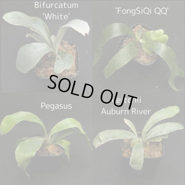 画像1: 【AMAZON】Platycerium Limited (プラティセリウム・リミテッド)　2.5号　(¥2,400 x 18Pc)　★New (1)