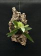 画像4: 【AMAZON】Platycerium Alcicorne  Veitchii Mix + CorkM(プラティセリウム・アルシコルネ ヴィーチー ミックス コルクM付き)(¥3,800 x 6Pcs)(3.0kg/Case) (4)