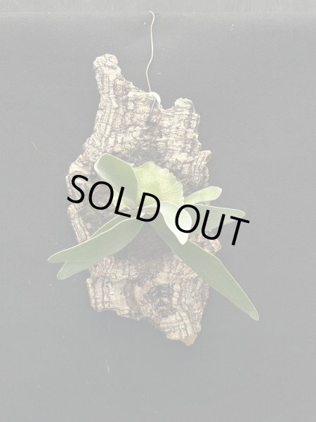 画像4: 【AMAZON】Platycerium Alcicorne  Veitchii Mix + CorkM(プラティセリウム・アルシコルネ ヴィーチー ミックス コルクM付き)(¥3,800 x 6Pcs)(3.0kg/Case) (4)