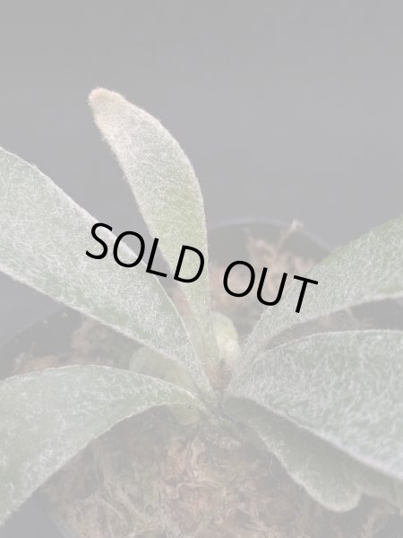 画像6: 【AMAZON】Platycerium Select3 + CorkM   (プラティセリウム・セレクト３　Ｍツキ)　(¥5,000 x 6Pc)　★New (6)