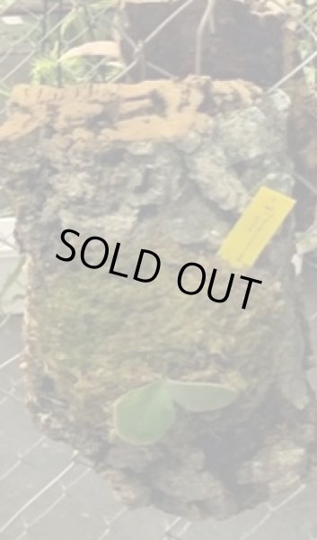 画像1: 【AMAZON】Platycerium Select3 + CorkM   (プラティセリウム・セレクト３　Ｍツキ)　(¥5,000 x 6Pc)　★New (1)