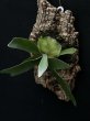 画像5: 【AMAZON】Platycerium Alcicorne  Veitchii Mix + CorkM(プラティセリウム・アルシコルネ ヴィーチー ミックス コルクM付き)(¥3,800 x 6Pcs)(3.0kg/Case) (5)