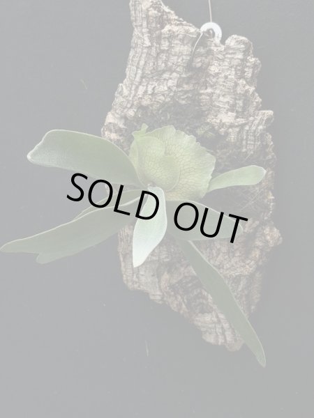 画像5: 【AMAZON】Platycerium Alcicorne  Veitchii Mix + CorkM(プラティセリウム・アルシコルネ ヴィーチー ミックス コルクM付き)(¥3,800 x 6Pcs)(3.0kg/Case) (5)