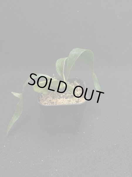 画像4: 【AMAZON】Platycerium Select3 + CorkM   (プラティセリウム・セレクト３　Ｍツキ)　(¥5,000 x 6Pc)　★New (4)