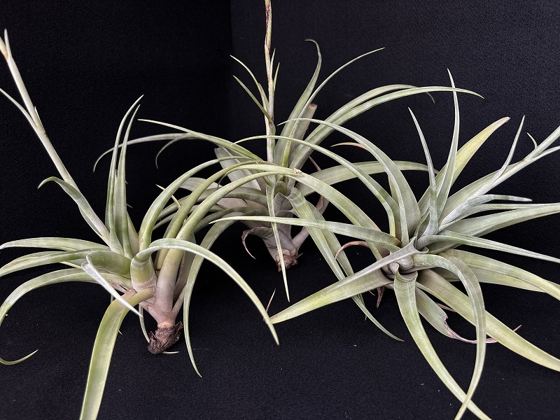 AMAZON】Tillandsia Flexuosa var.Vivipara（チランジア フレクスオーサ ヴィヴィパラ）(￥1,000 x  5Pcs) - AMAZON