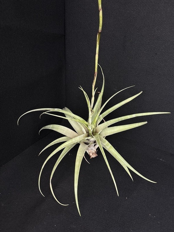 AMAZON】Tillandsia Flexuosa var.Vivipara（チランジア フレクスオーサ ヴィヴィパラ）(￥1,000 x  5Pcs) - AMAZON