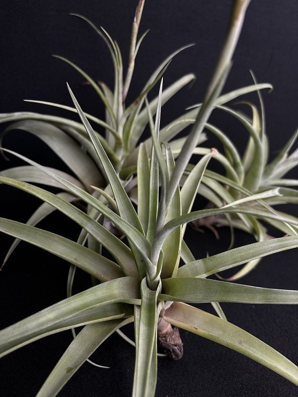 AMAZON】Tillandsia Flexuosa var.Vivipara（チランジア フレクスオーサ ヴィヴィパラ）(￥1,000 x  5Pcs) - AMAZON