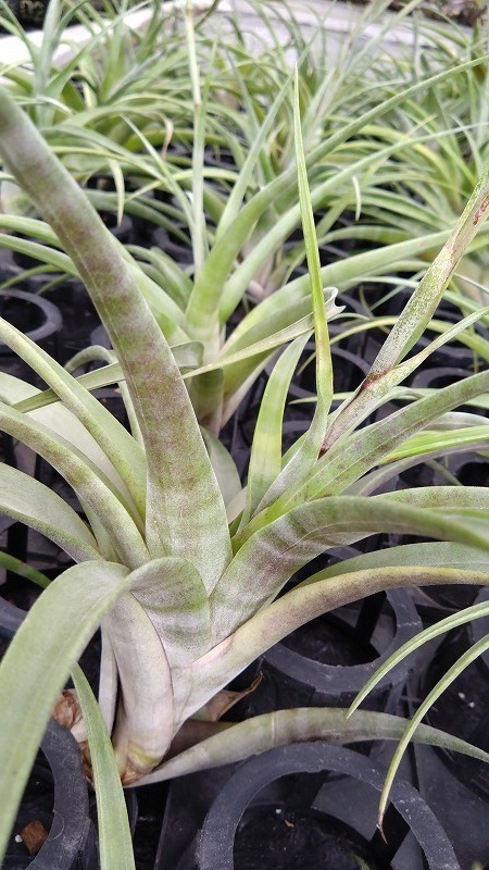 AMAZON】Tillandsia Flexuosa var.Vivipara（チランジア フレクスオーサ ヴィヴィパラ）(￥1,000 x  5Pcs) - AMAZON