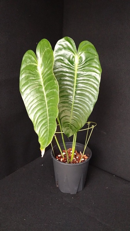 AMAZON】Anthurium Veitchii M 5.5号(アンスリウム・ベイチー M)(¥30,000x 1Pcs)(2.0kg/Case)  - AMAZON