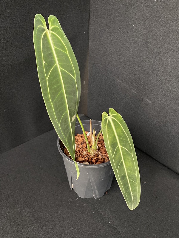 AMAZON】Anthurium Warocqueanum S 5.5号(アンスリウム・ワロクアナム Ｓ)(¥30,000x  1Pcs)(2.0kg/Case) - AMAZON