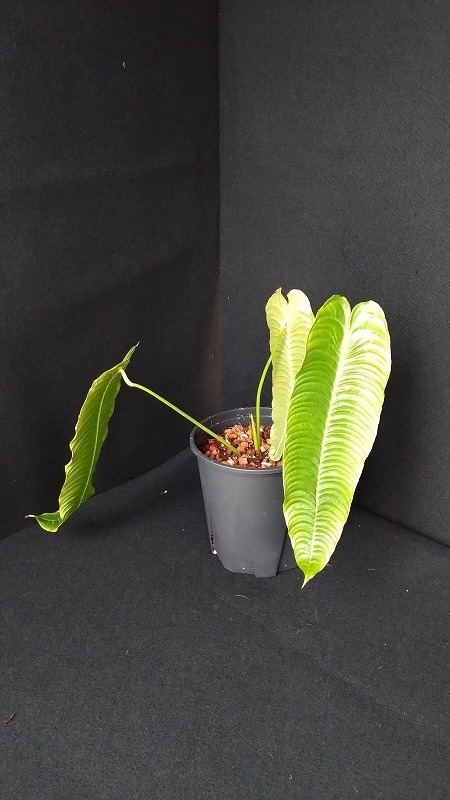 AMAZON】Anthurium Veitchii Super Narrow S (アンスリウム・ベイチー スーパーナロー Ｓ  5.5号)(¥30,000x 1Pcs)(2.0kg/Case) - AMAZON