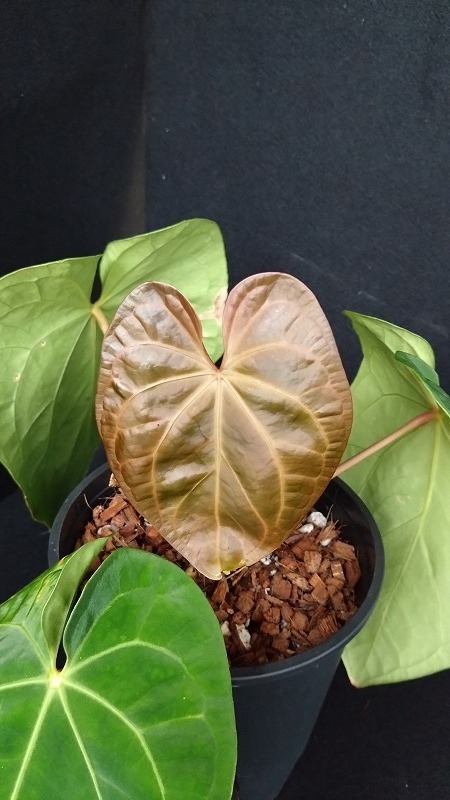 AMAZON】Anthurium Papillilaminum Red Dark Phoenix 5.5号(アンスリウム・パピリラミナム  レッドダークフォニックス)(¥128,000x 1Pcs)(2.0kg/Case) - AMAZON