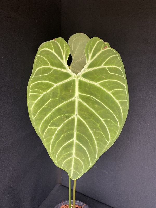 AMAZON】Anthurium Regale L (アンスリウム・レガレ L 5.5号)(¥48,000x 1Pcs)(2.0kg/Case) -  AMAZON