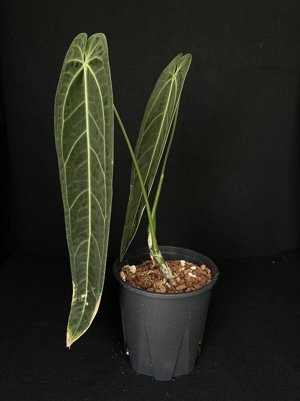 AMAZON】Anthurium Warocqueanum M 5.5号(アンスリウム・ワロクアナム Ｍ)(¥35,000x  1Pcs)(2.0kg/Case) - AMAZON