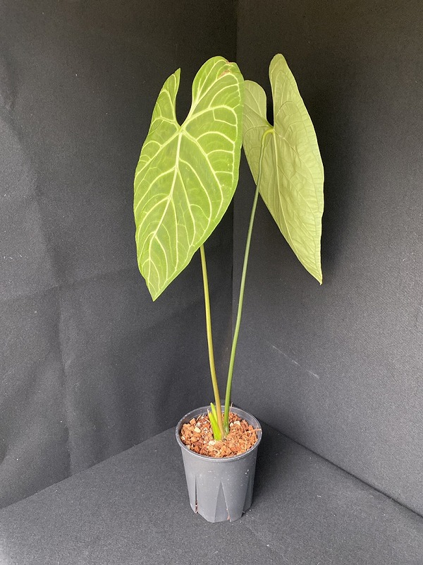 AMAZON】Anthurium Regale L (アンスリウム・レガレ L 5.5号)(¥48,000x 1Pcs)(2.0kg/Case) -  AMAZON