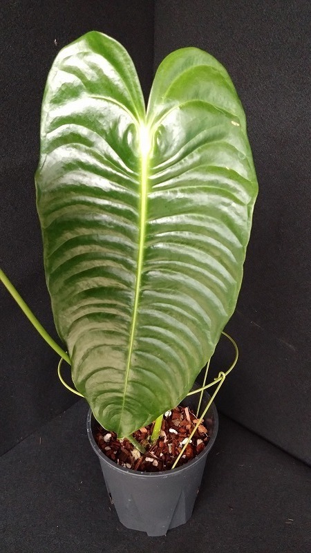 AMAZON】Anthurium Veitchii M (アンスリウム・ベイチー M 5.5号)(¥30,000x 1Pcs)(2.0kg/Case)  - AMAZON