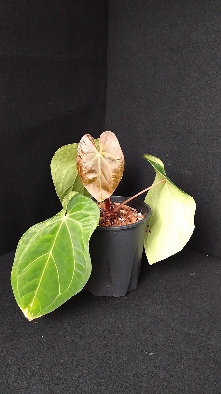 AMAZON】Anthurium Papillilaminum Red Dark Phoenix 5.5号(アンスリウム・パピリラミナム  レッドダークフォニックス)(¥128,000x 1Pcs)(2.0kg/Case) - AMAZON