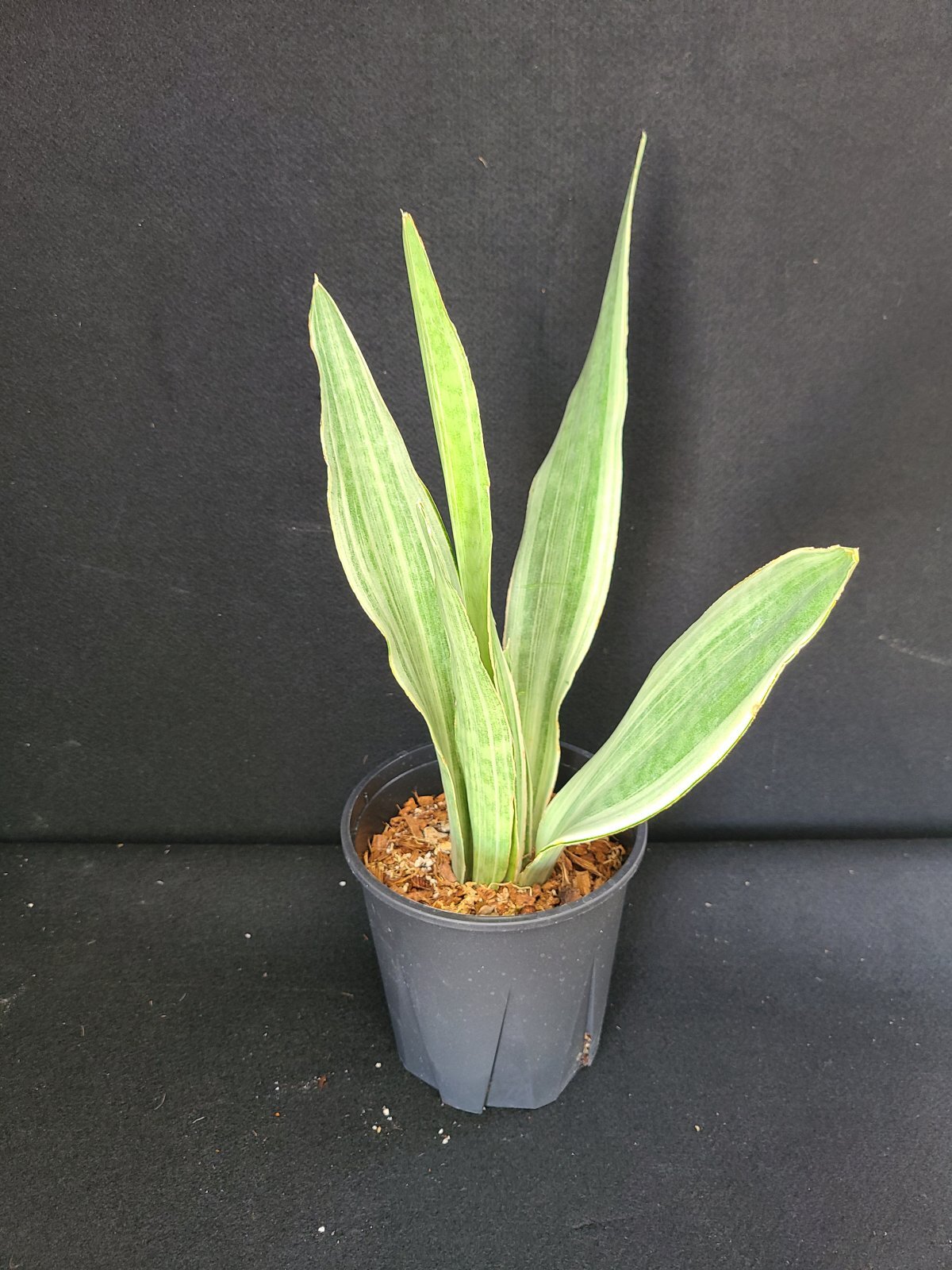 AMAZON】Sansevieria Silver Fox(サンスベリアシルバーフォックス)5.5号 (¥3,000 x 6Pcs)(kg/Case)  - AMAZON