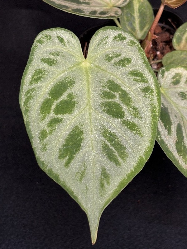 だにまる 複製原画 Anthurium10th anniv. カバーアート ②