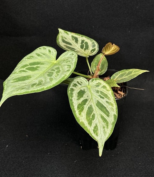だにまる 複製原画 Anthurium10th anniv. カバーアート ②
