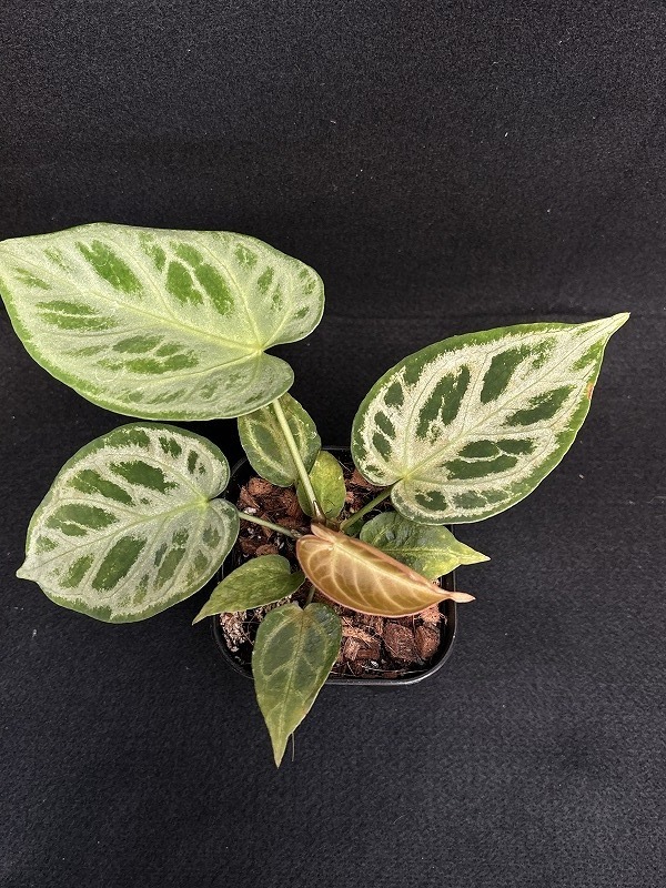 だにまる 複製原画 Anthurium10th anniv. カバーアート ②